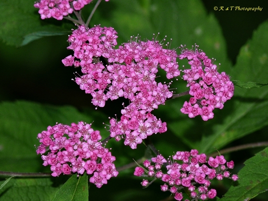 {Spiraea japonica}